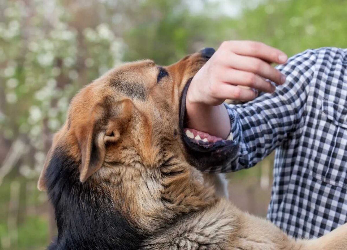 Dog bite treatment